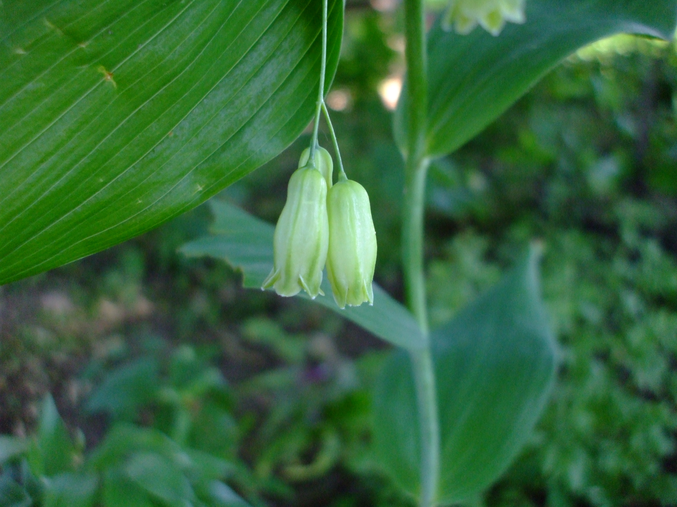 Polygonatum biflorum